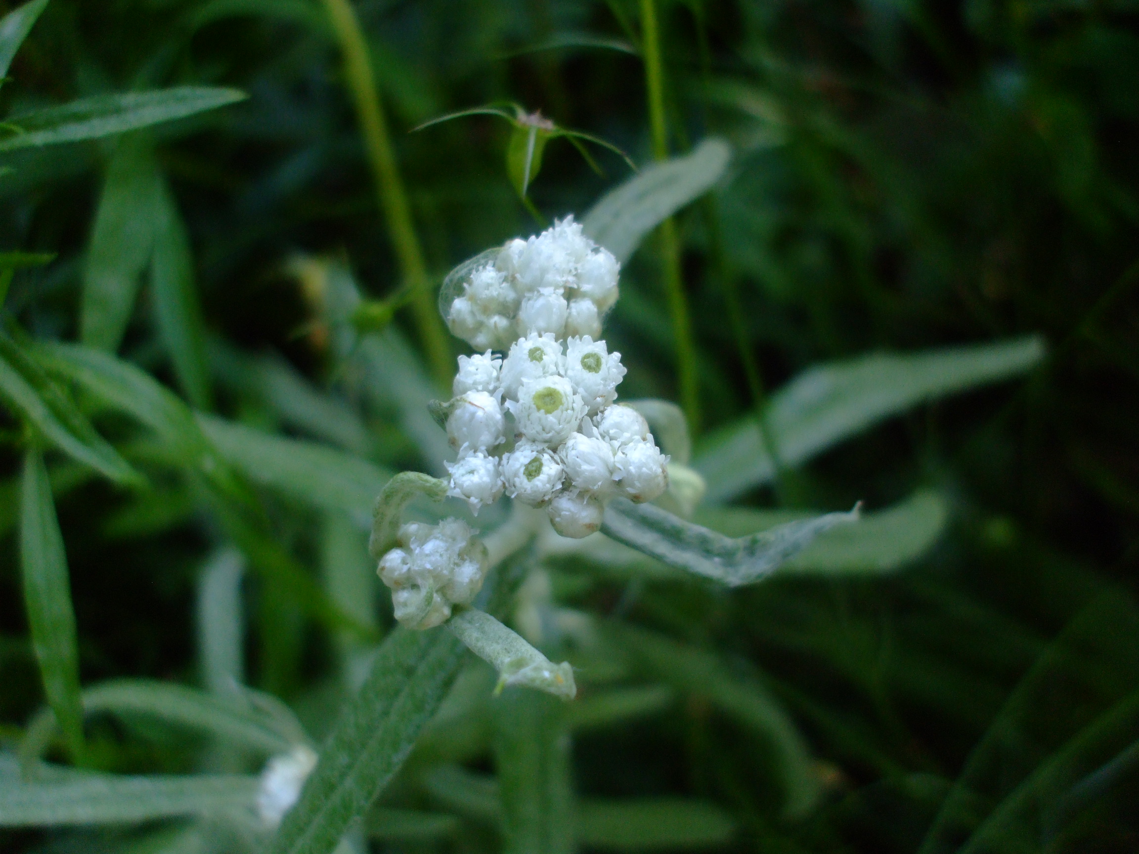 Anaphalis margaritacea